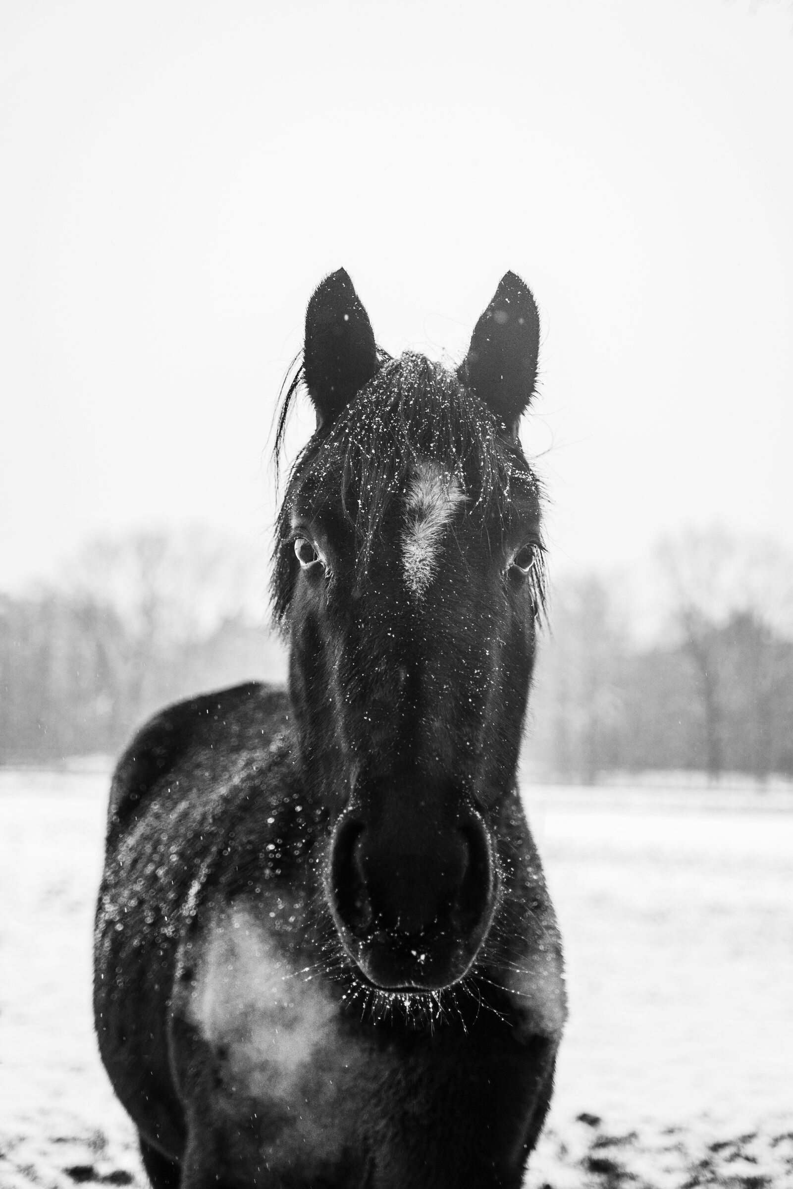 A black horse in falling snow, looking straight at the camera.